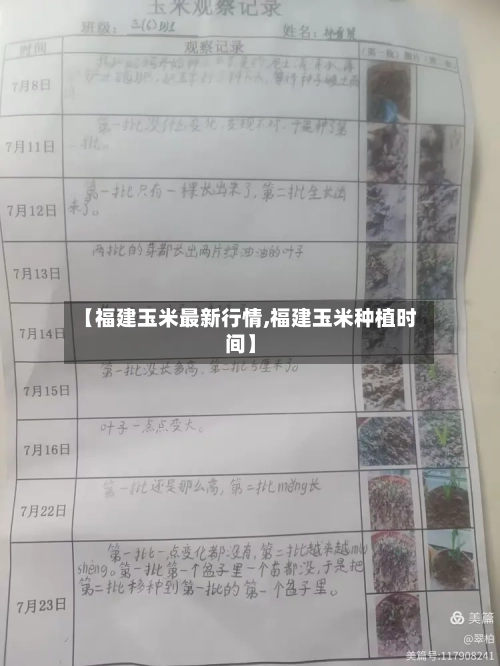 【福建玉米最新行情,福建玉米种植时间】-第2张图片