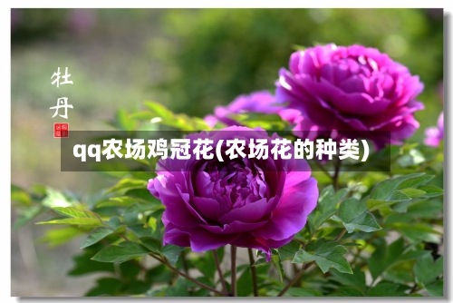 qq农场鸡冠花(农场花的种类)-第3张图片