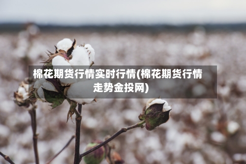 棉花期货行情实时行情(棉花期货行情走势金投网)-第2张图片