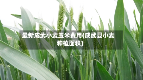 最新成武小麦玉米费用(成武县小麦种植面积)