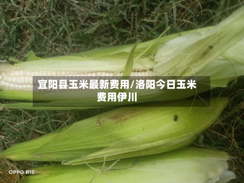 宜阳县玉米最新费用/洛阳今日玉米费用伊川-第2张图片