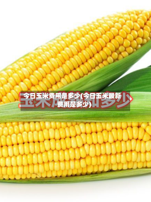 今日玉米费用是多少(今日玉米最新费用是多少)-第2张图片