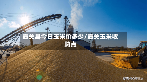 壶关县今日玉米价多少/壶关玉米收购点-第3张图片
