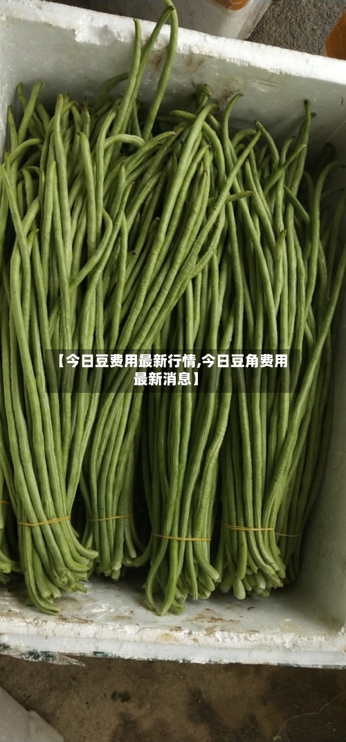 【今日豆费用最新行情,今日豆角费用最新消息】-第3张图片